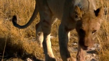 Dişi aslan, Afrika 'da çölde güneşin altında yatıyor.