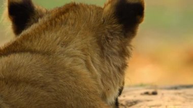 Genç aslan güneşin altında ailesinin yanında rahatça yatıyor.