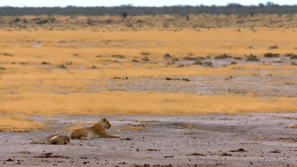 狮子一家人在非洲沙漠中休息 — 图库视频影像