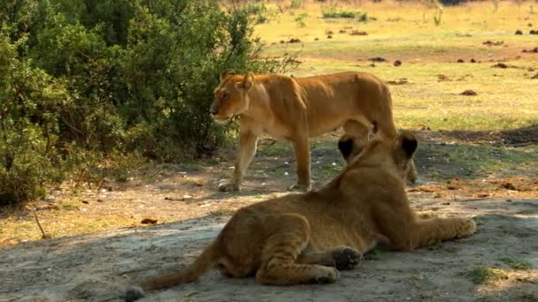 Una familia de leones descansa en el desierto africano — Vídeos de Stock