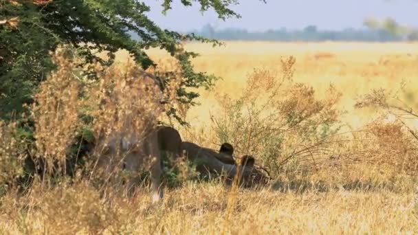 狮子一家人在非洲沙漠中休息 — 图库视频影像