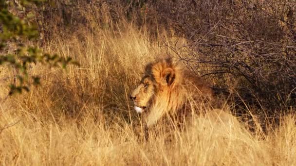 Ett ensamt manligt lejon som kopplar av i det höga gräset — Stockvideo