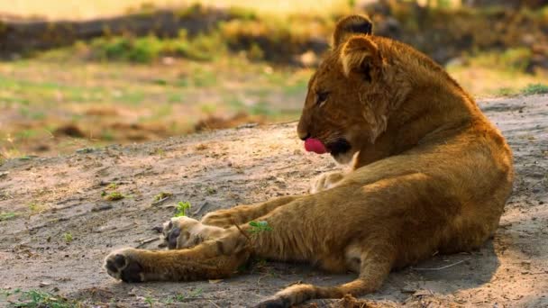 Singa muda terletak santai di bawah matahari di samping keluarganya — Stok Video