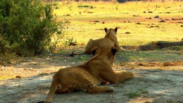 年轻的狮子在阳光下悠闲地躺在他家旁边 — 图库视频影像