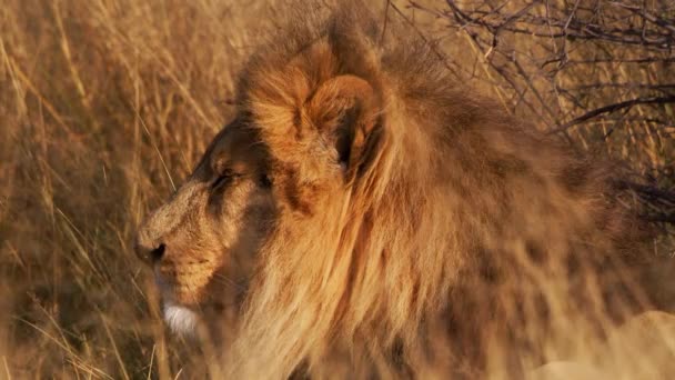 Ein einsamer männlicher Löwe entspannt sich im hohen Gras — Stockvideo