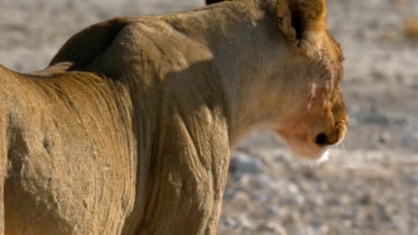 León hembra yace en el sol en el desierto en África — Vídeo de stock