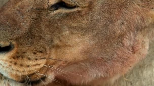 Dişi aslanın yakın plan portresi — Stok video