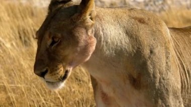 Dişi aslan, Afrika 'da çölde güneşin altında yatıyor.
