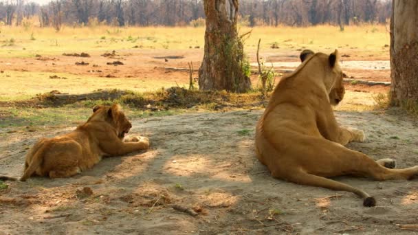 Sebuah keluarga singa terletak di padang pasir Afrika — Stok Video