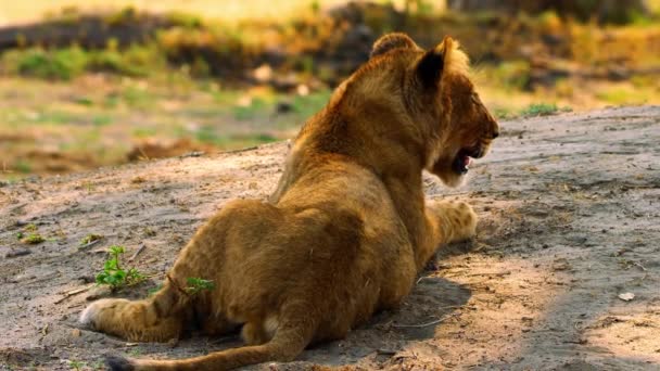 年轻的狮子在阳光下悠闲地躺在他家旁边 — 图库视频影像