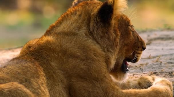 Younger lion lies relaxed in the sun next to his family — Stock Video