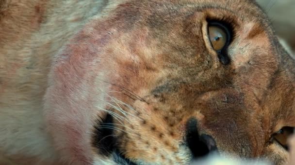 Retrato de primer plano del león hembra — Vídeos de Stock