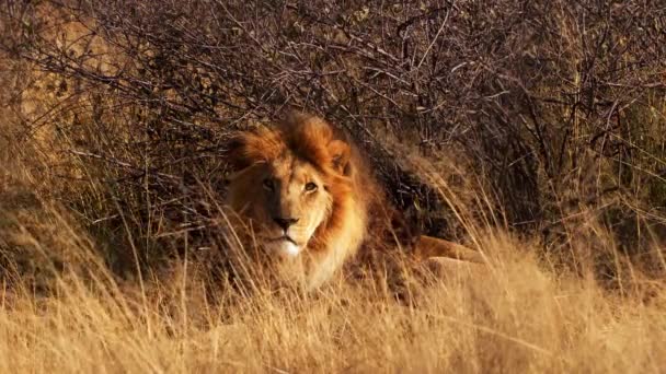 A lone male lion relaxing in the high grasses — Stock Video