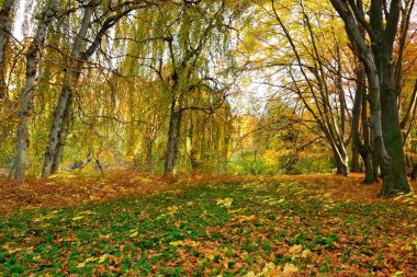 Güzel manzara parlak güneşli sonbahar renkli yaprakları ile Park