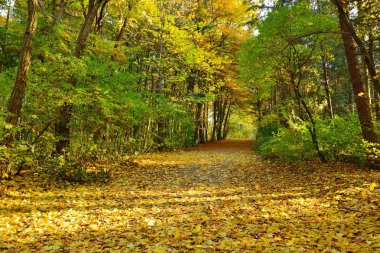 Güzel manzara parlak güneşli sonbahar renkli yaprakları ile Park