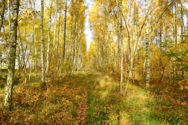 Güzel manzara parlak güneşli sonbahar renkli yaprakları ile Park