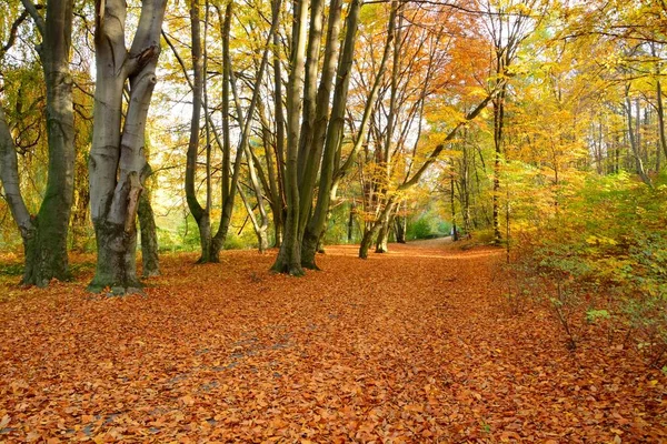 Vacker Utsikt Över Parken Med Färgglada Löv Solig Höst Dag — Stockfoto