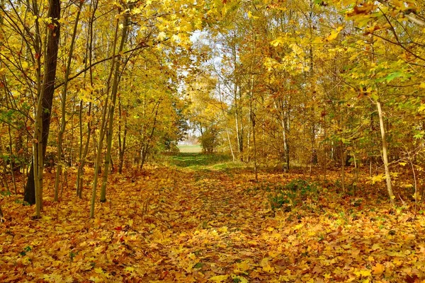 Bela Vista Parque Com Folhas Coloridas Dia Ensolarado Brilhante Outono — Fotografia de Stock