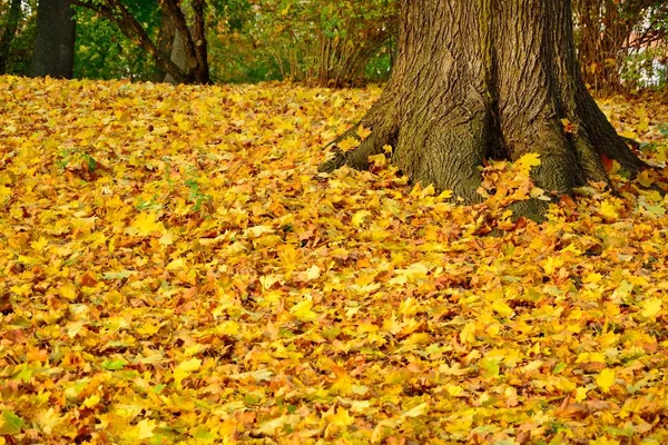 Bela Vista Parque Com Folhas Coloridas Dia Ensolarado Brilhante Outono — Fotografia de Stock