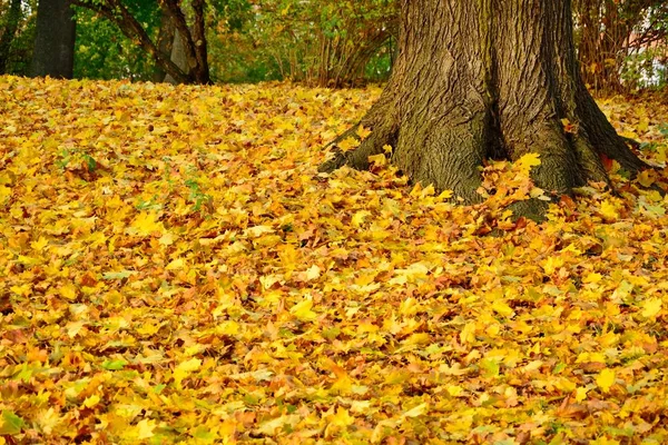 Hermosa Vista Del Parque Con Hojas Colores Soleado Día Otoño — Foto de Stock