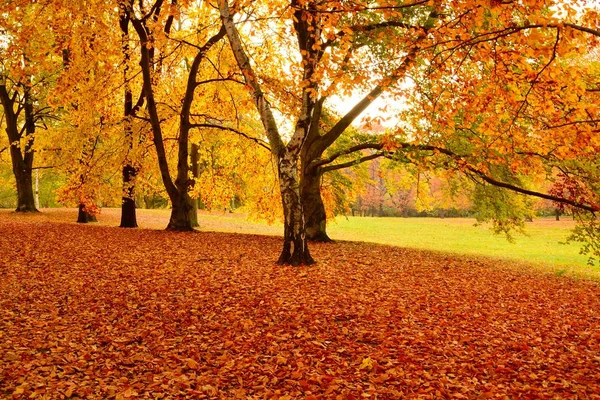 Belle Vue Sur Parc Avec Des Feuilles Colorées Sur Une — Photo