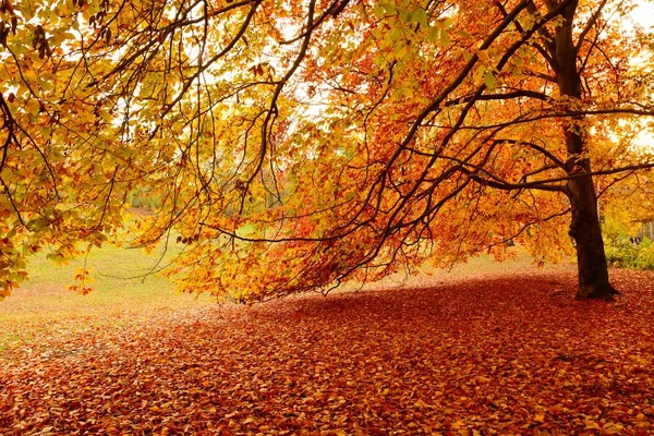 Hermosa Vista Del Parque Con Hojas Colores Soleado Día Otoño —  Fotos de Stock