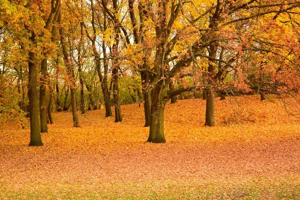 Hermosa Vista Del Parque Con Hojas Colores Soleado Día Otoño —  Fotos de Stock