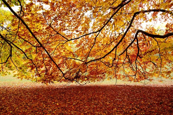 Hermosa Vista Del Parque Con Hojas Colores Soleado Día Otoño —  Fotos de Stock