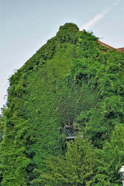 Casa con paredes verdes como jardín vertical — Foto de Stock