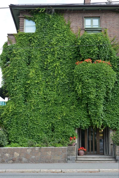 Hus med gröna väggar som vertikal trädgård — Stockfoto