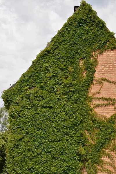 Casa con paredes verdes como jardín vertical — Foto de Stock