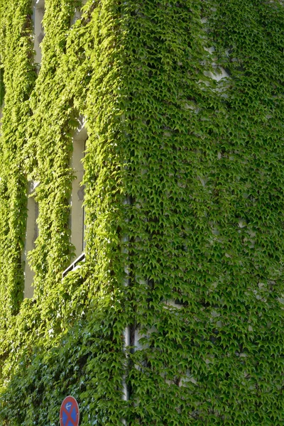 Hus med gröna väggar som vertikal trädgård — Stockfoto