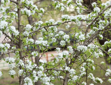 Çiçek açan bir yaz bahçesinde bir Elma ağacında Çiçekler.