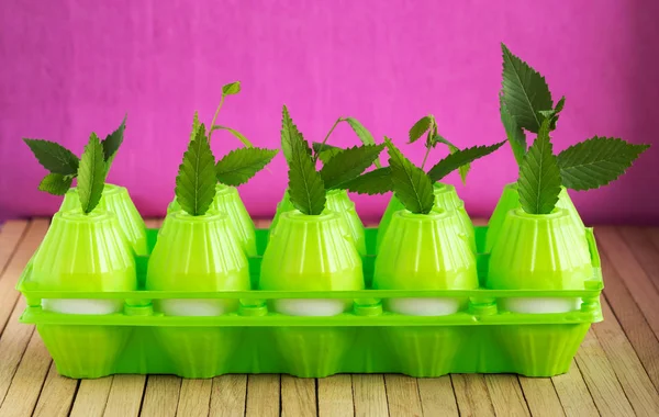 Plastic packaging for chicken eggs standing on the table. Shoots of young plants with green leaves sprouted through the packaging as a symbol of the fight against plastic waste.