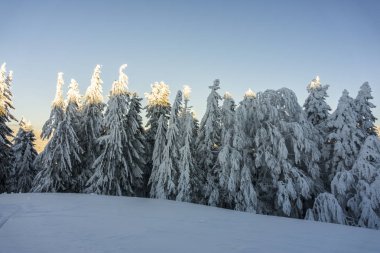 Muhteşem dağ manzarası güneş parlıyor. Karpatlar dramatik kış sahne