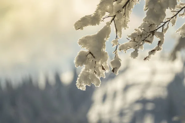 Fantastic mountain landscape glowing by sunlight. Dramatic wintry scene in Carpathians