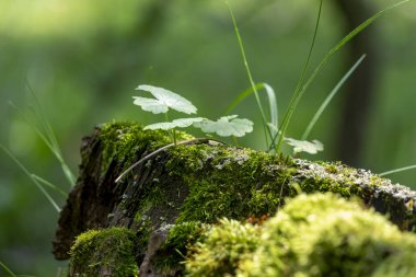 Fores ağaçtan kütük