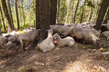 dağlarda koyun sürüsü