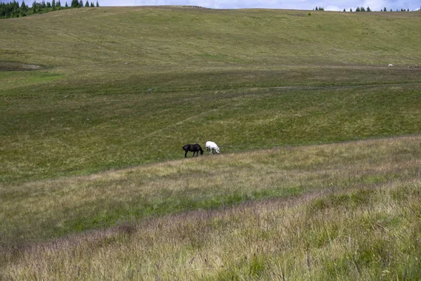 Kudde paarden grazen op een zomer groene meado — Stockfoto