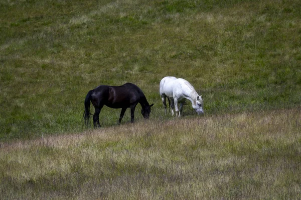 Rebanho de cavalos que pastam em um meado verde de verão — Fotografia de Stock