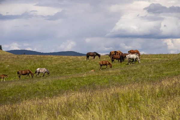 Стадо лошадей пасущихся на летнем зеленом лугу — стоковое фото
