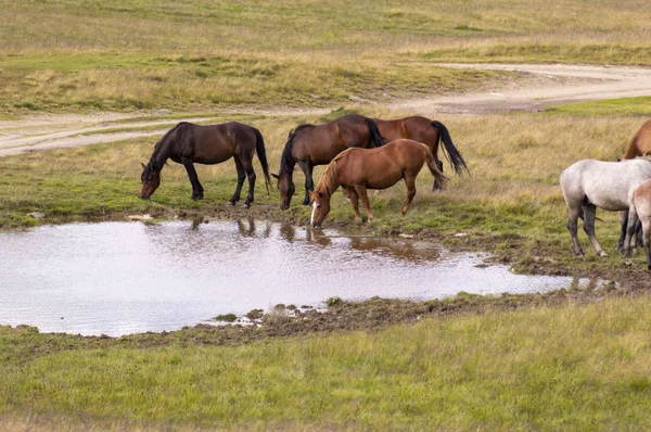 Rebanho de cavalos que pastam em um meado verde de verão — Fotografia de Stock