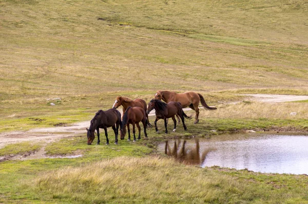 Kudde paarden grazen op een zomer groene meado — Stockfoto