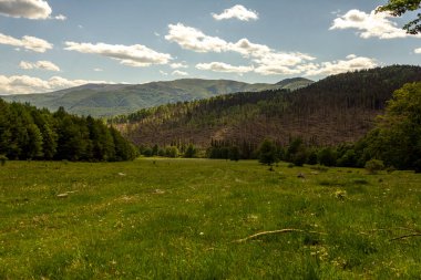 Orman çökmesi, çevresel yıkım ve küresel ısınma, fırtınalar. Güçlü kasırgadan sonra kozalaklı ormanda devrilmiş ağaçlar..