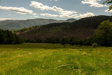 Orman çökmesi, çevresel yıkım ve küresel ısınma, fırtınalar. Güçlü kasırgadan sonra kozalaklı ormanda devrilmiş ağaçlar..