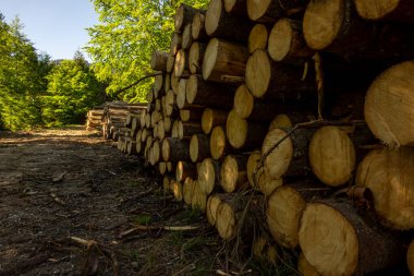 Baharda, yeşil ormanda odun yığını. Ormanların tahrip edilmesi