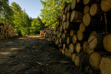 Baharda, yeşil ormanda odun yığını. Ormanların tahrip edilmesi