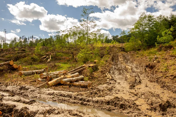 Windfall in forest. Storm damage. Fallen trees in coniferous forest after strong hurricane wind