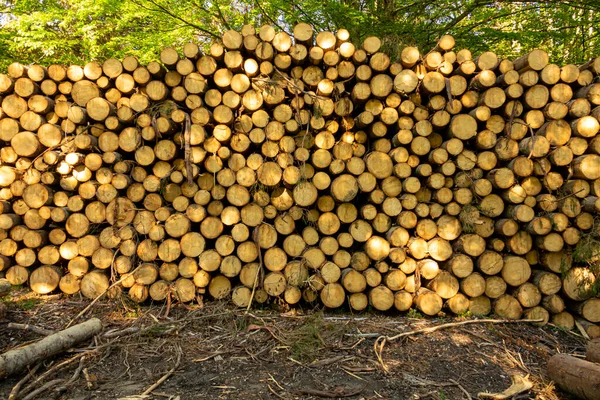 Pile Bois Dans Forêt Verte Printemps Déforestation Faite Par Homme — Photo