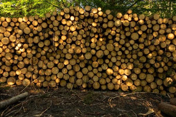 Mucchio Legna Nella Foresta Verde Primavera Deforestazione Parte Dell Uomo — Foto Stock